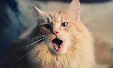 开云体育APP下载-当马刺横扫国王，布克在欧冠决赛接管比赛，跨越时空的统治力叙事