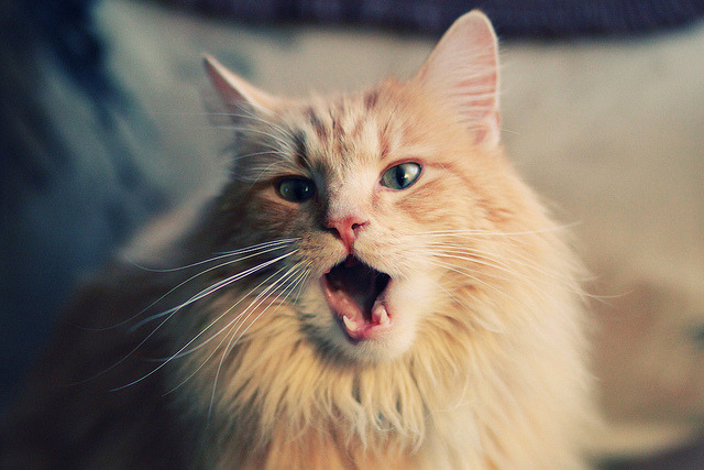 当马刺横扫国王,布克在欧冠决赛接管比赛,跨越时空的统治力叙事